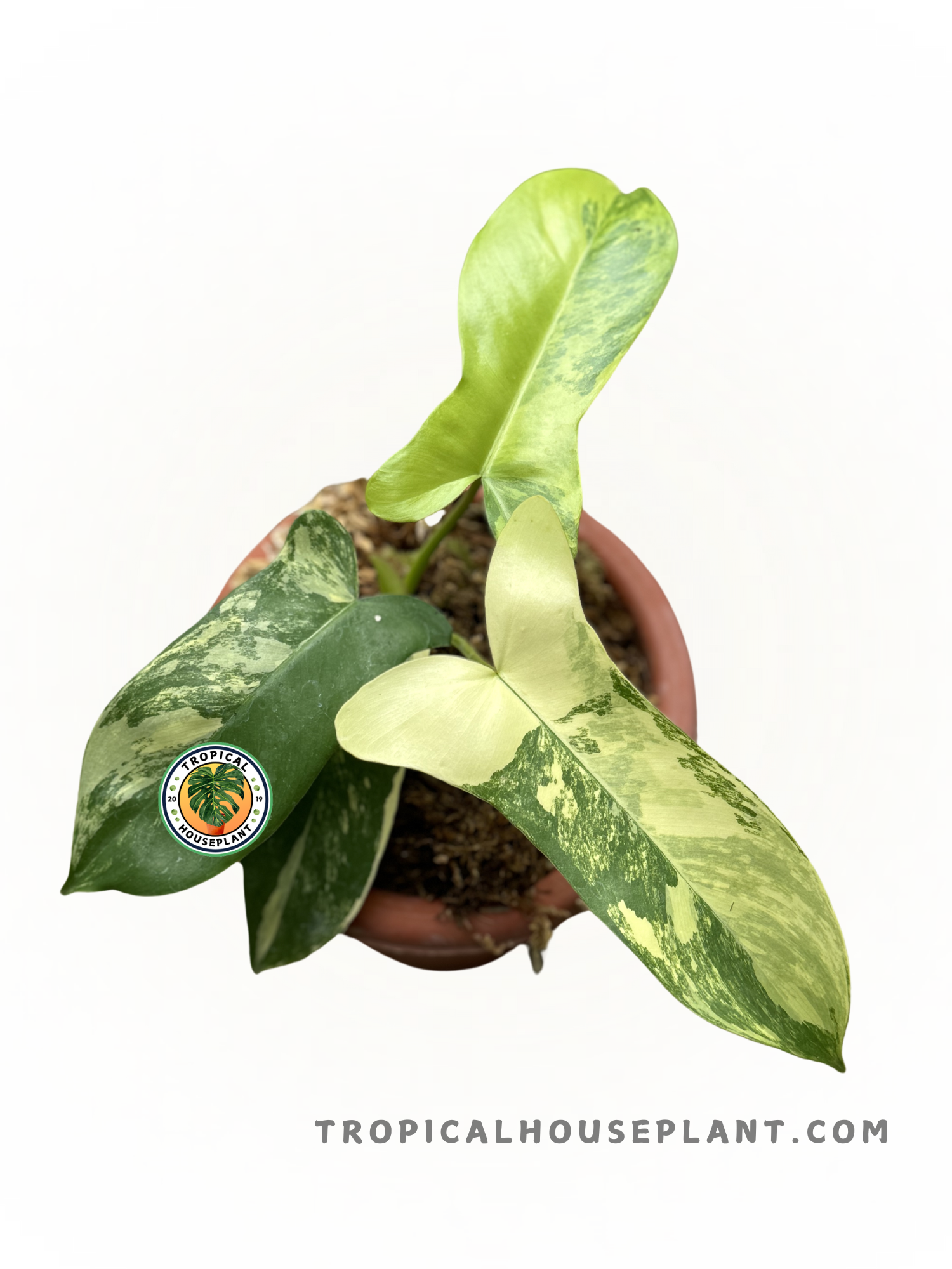 Philodendron Hybrid Paradise Beauty plant with marbled green and yellow leaves.