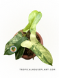 Philodendron Hybrid Paradise Beauty plant with marbled green and yellow leaves.