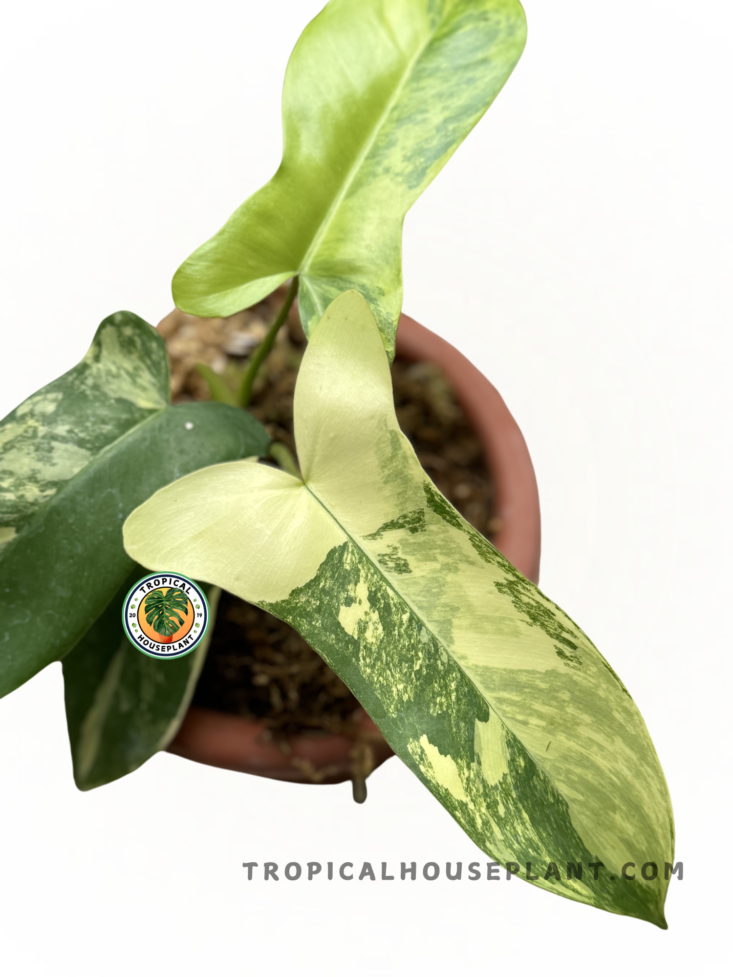 philodendron cape of dreams Philodendron Paradise Beauty (Florida Beauty X Paraiso Verde) Hybrid