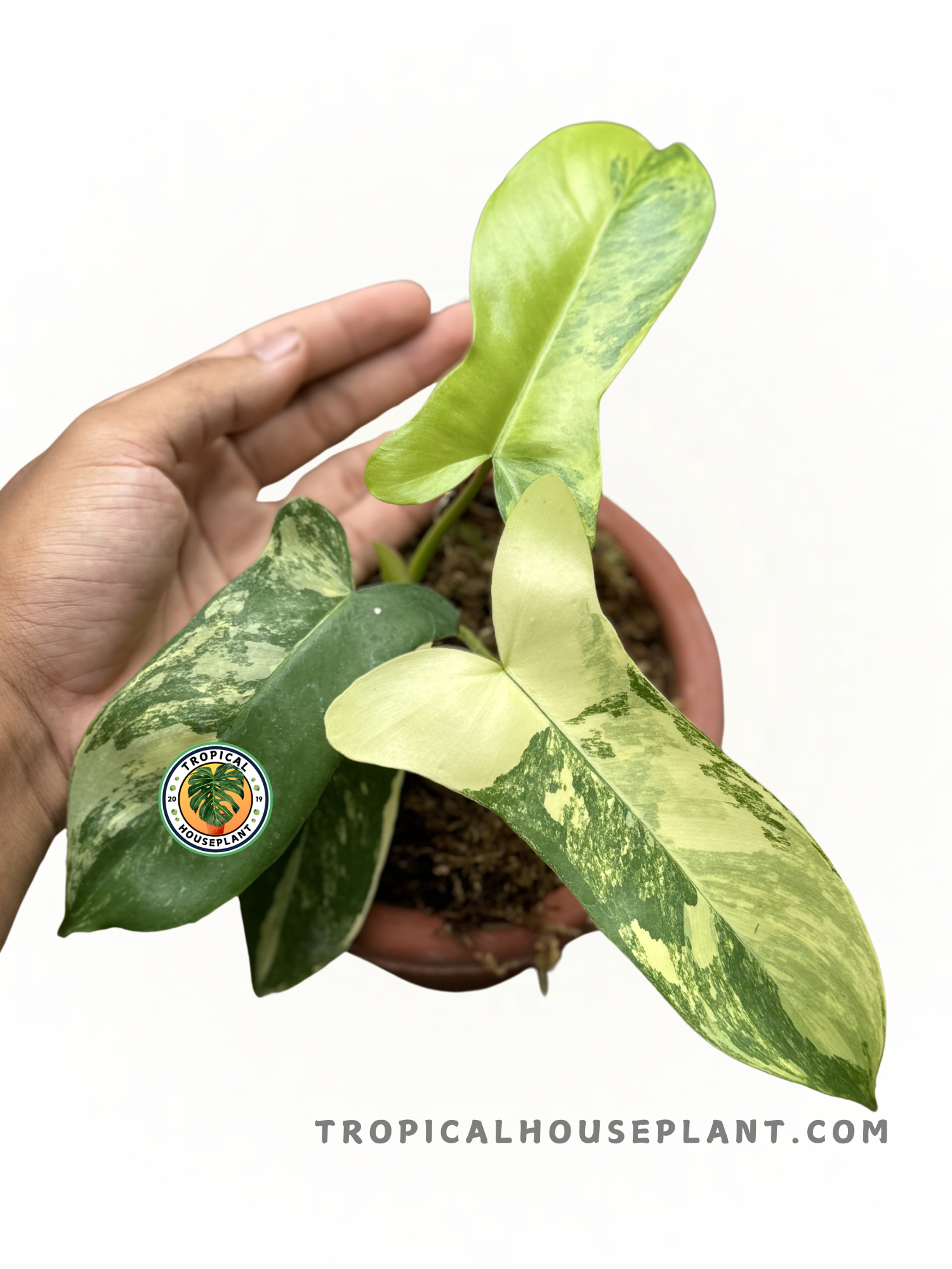 Close-up of Philodendron Hybrid Paradise Beauty showing vibrant variegation.