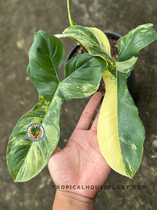 Hand holding two large Philodendron Hybrid Paradise Beauty leaves, showcasing stunning green and cream variegation