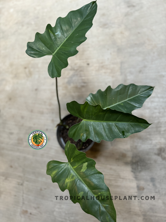 Full plant view from above showing four dramatic, lobed leaves on long petioles in a black pot.