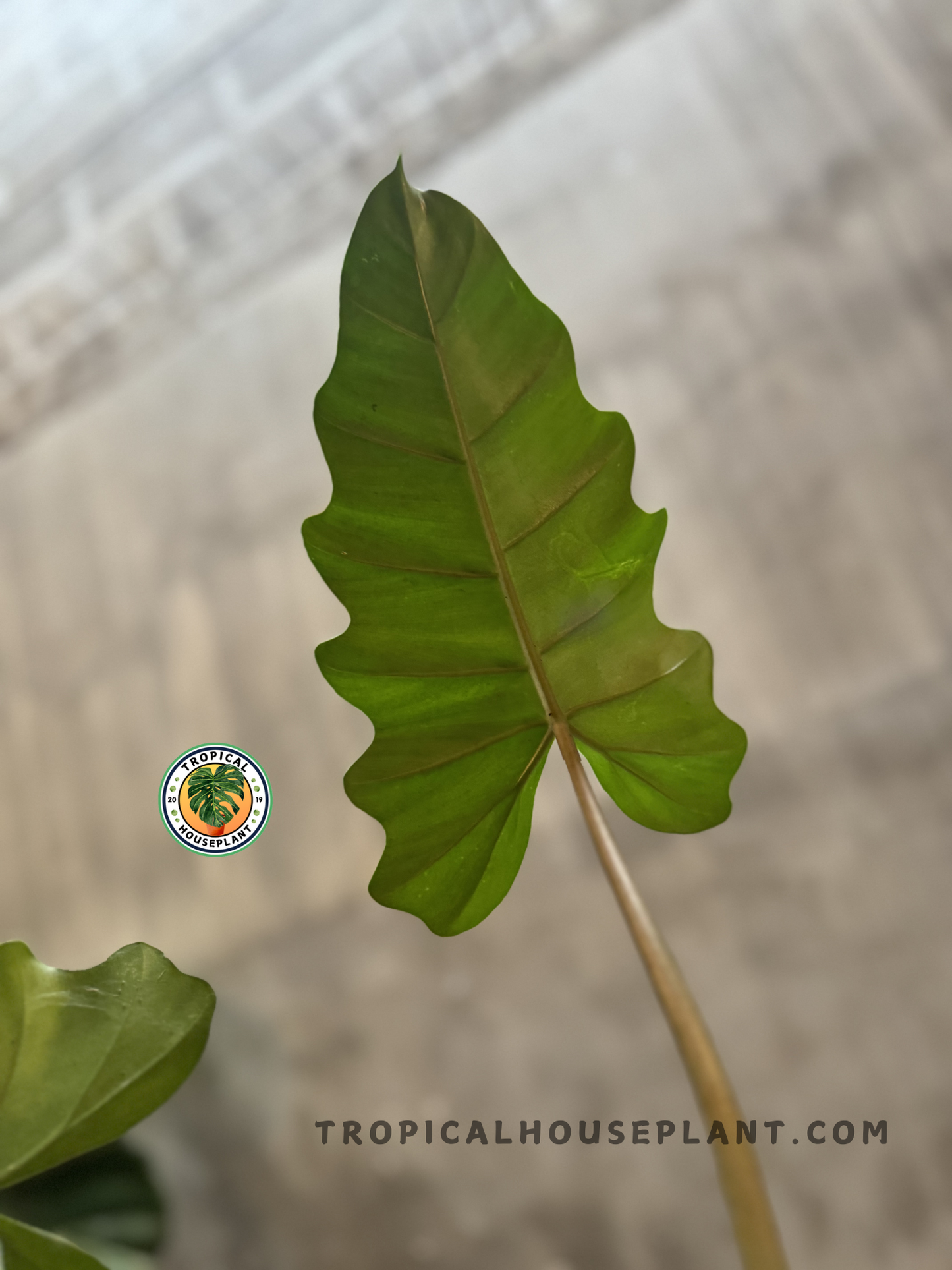 Close-up of Philodendron Jose Buono x Mayoi leaf showing deep lobes and elegant ruffled edges against soft background light.