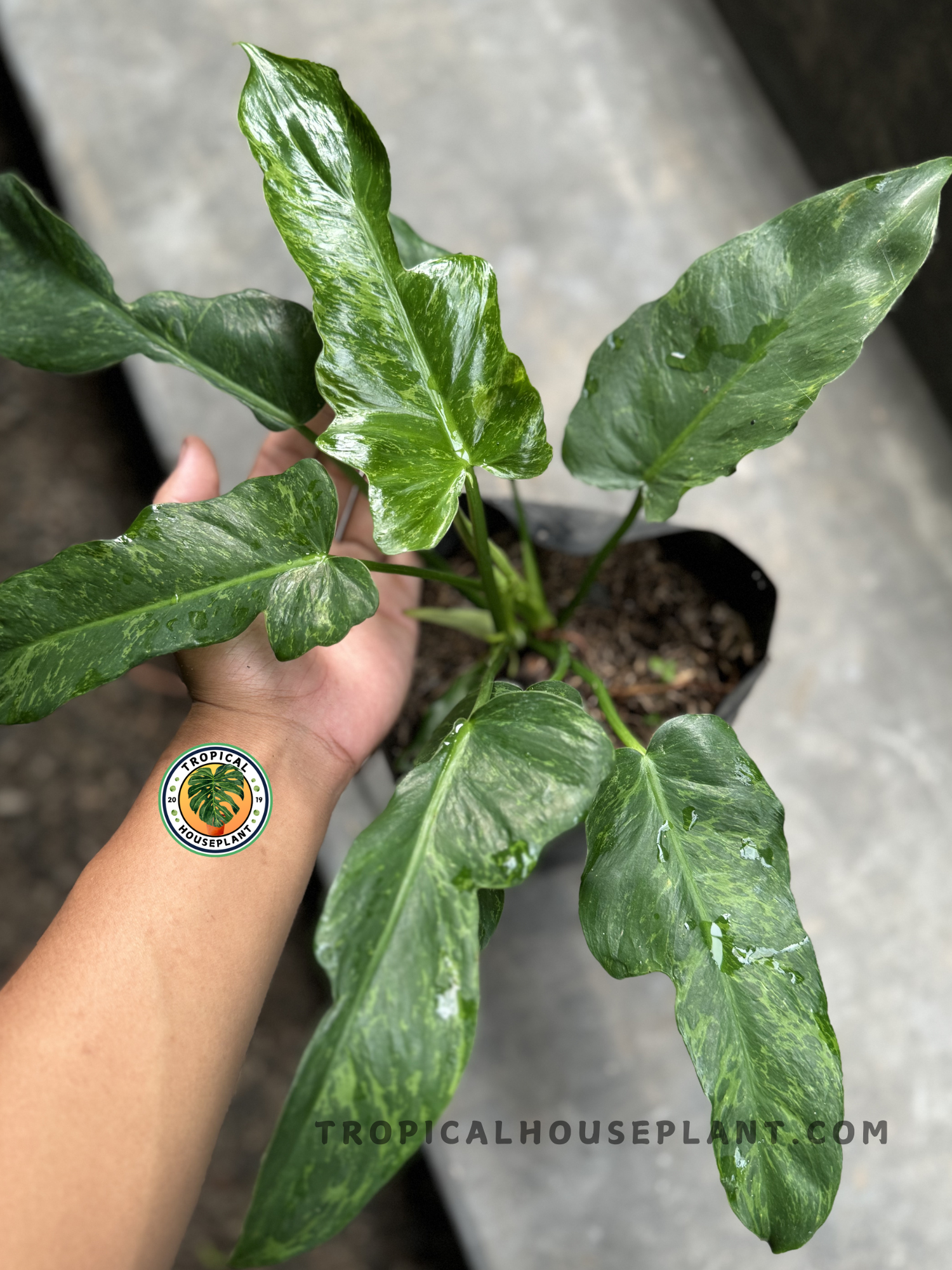 philodendron godzilla Philodendron Lime Fiddle Golden Dragon