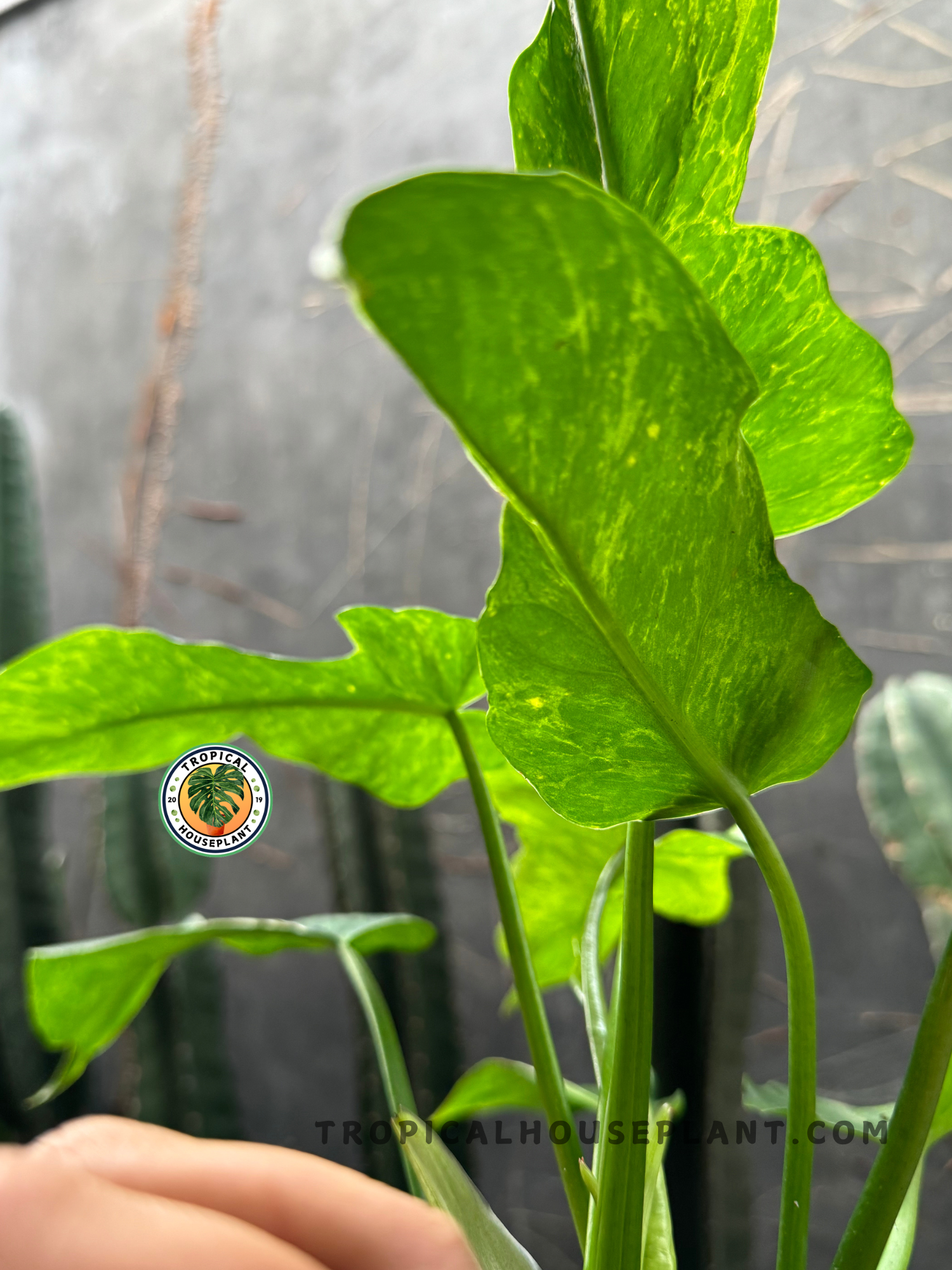 philodendron green dragon vs golden dragon Philodendron Lime Fiddle Golden Dragon – Tropical Houseplant