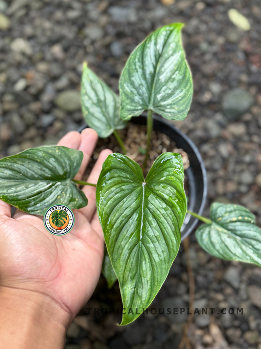 Hand holding a Philodendron Mamei Aff leaf with deep ribbing and silver variegation in sharp detail