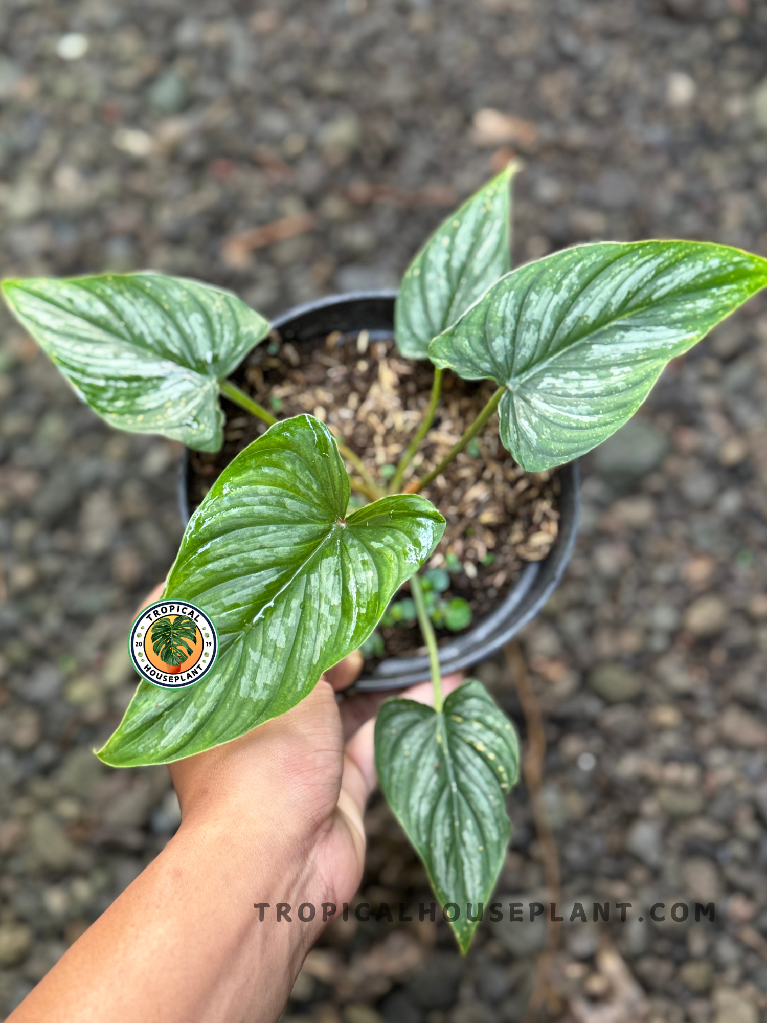 Overhead photo of a potted Philodendron Mamei Aff with four mature, textured leaves in lush condition