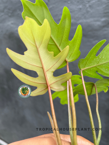 Back view of Philodendron Mayoi highlighting the texture and shape of its exotic foliage.