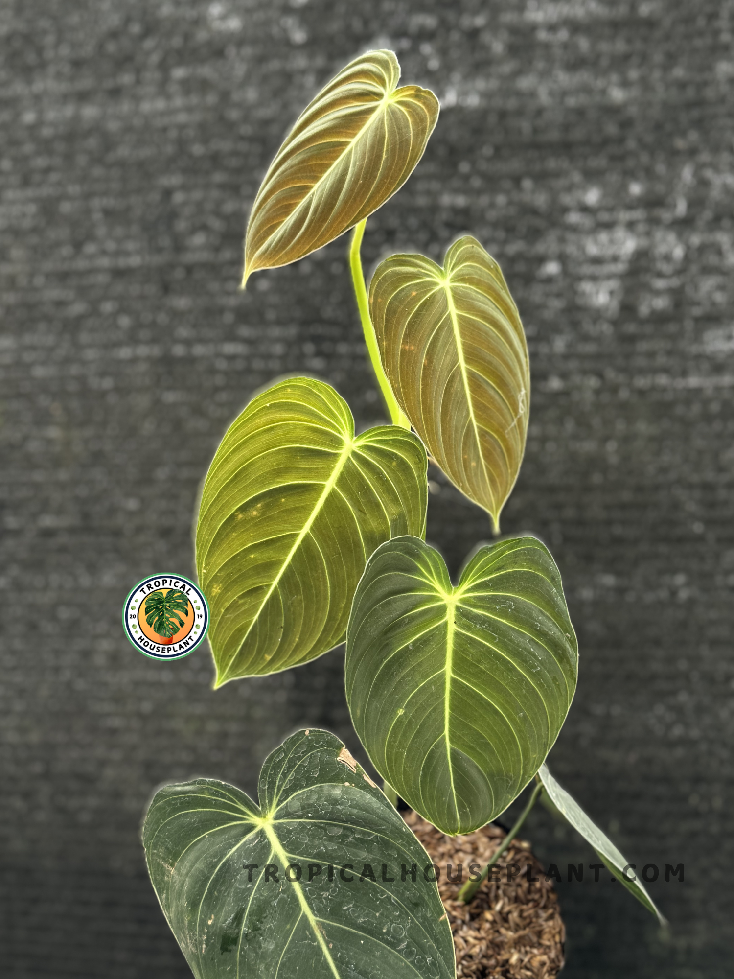 Philodendron Melanochrysum with velvety, deep green leaves and golden veins.