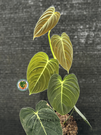 Philodendron Melanochrysum with velvety, deep green leaves and golden veins.