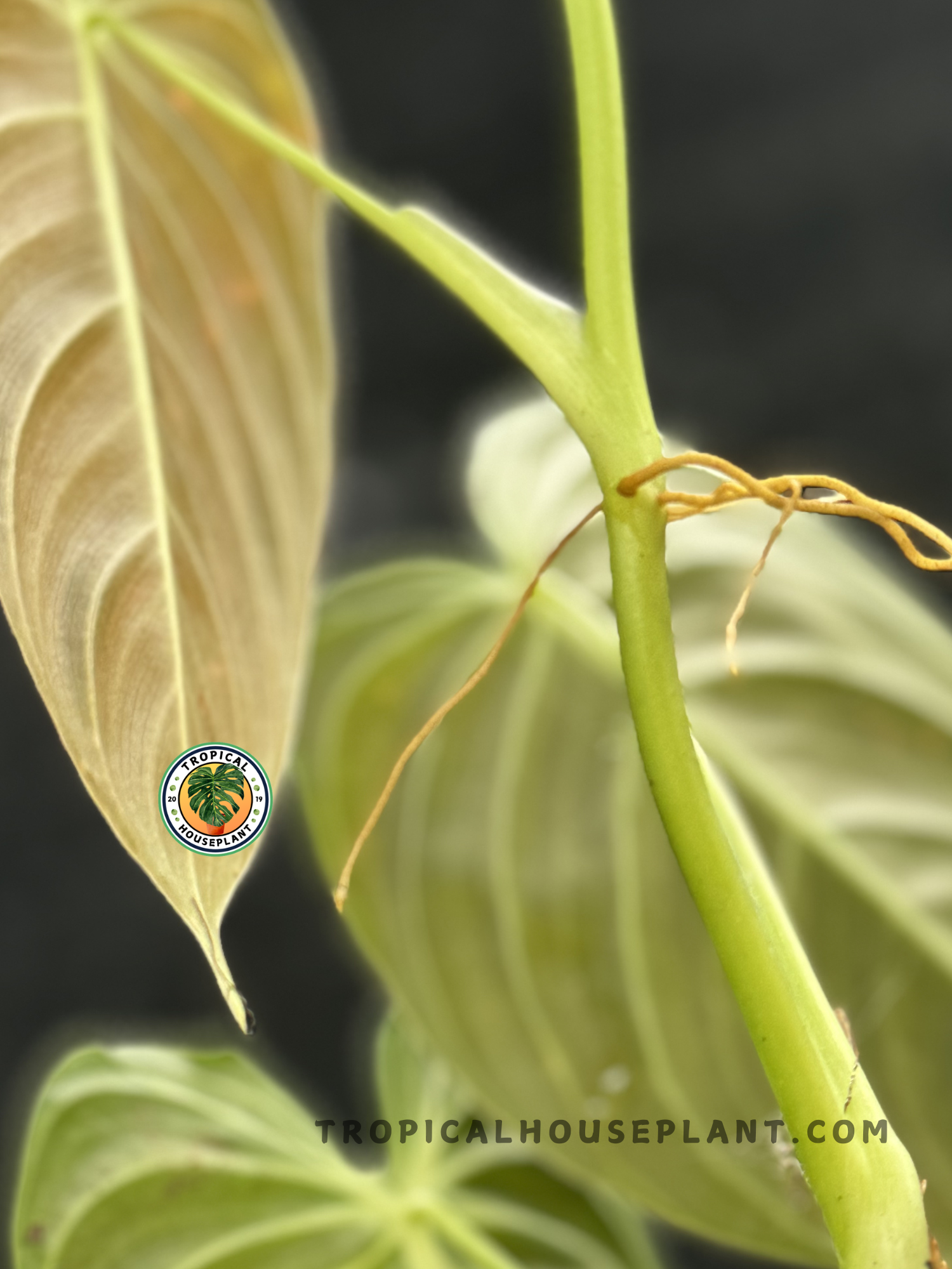 Potted Philodendron Melanochrysum climbing on a moss pole with vibrant leaves.