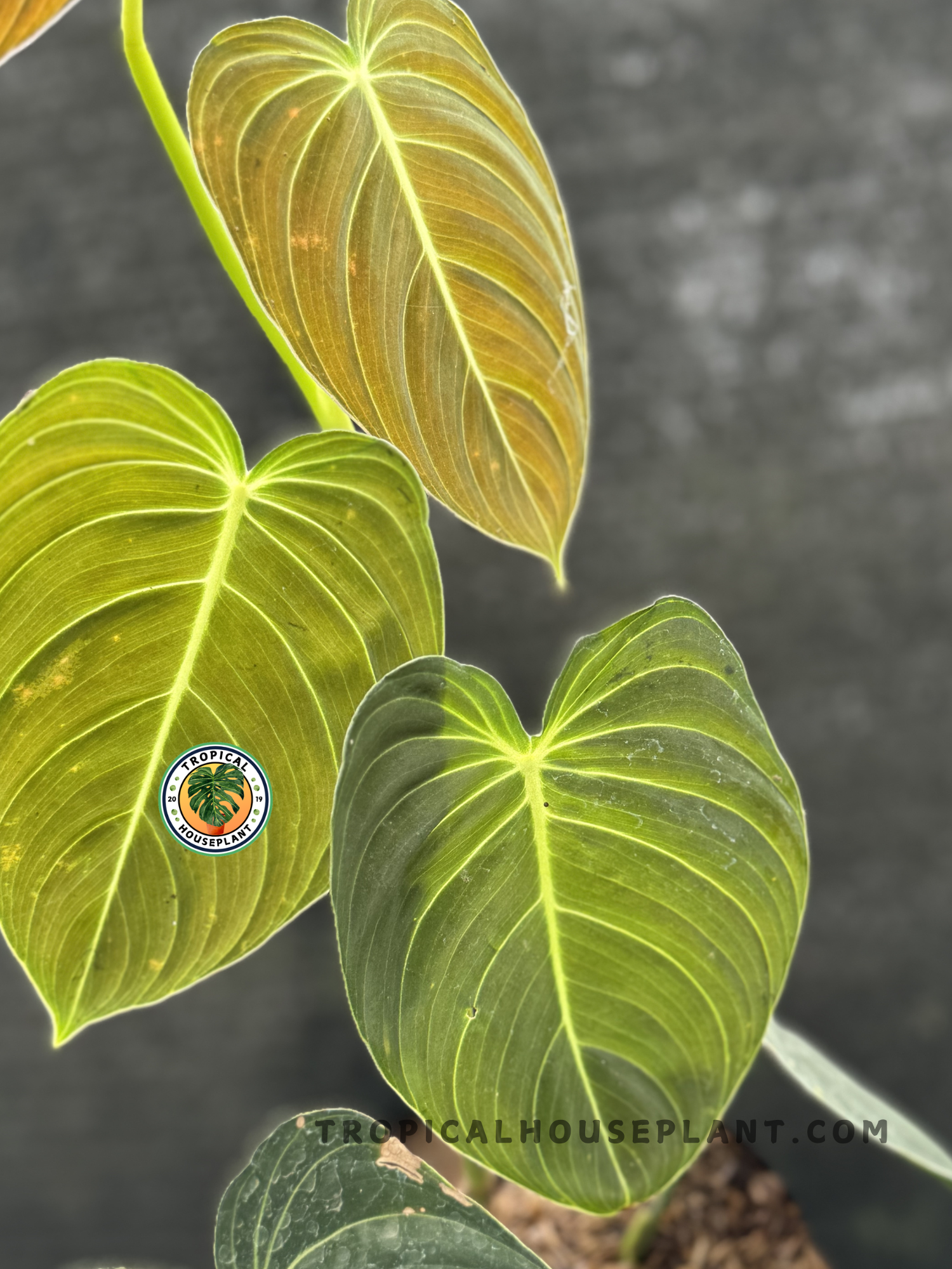 Close-up of Philodendron Melanochrysum showcasing its elongated, soft-textured foliage.