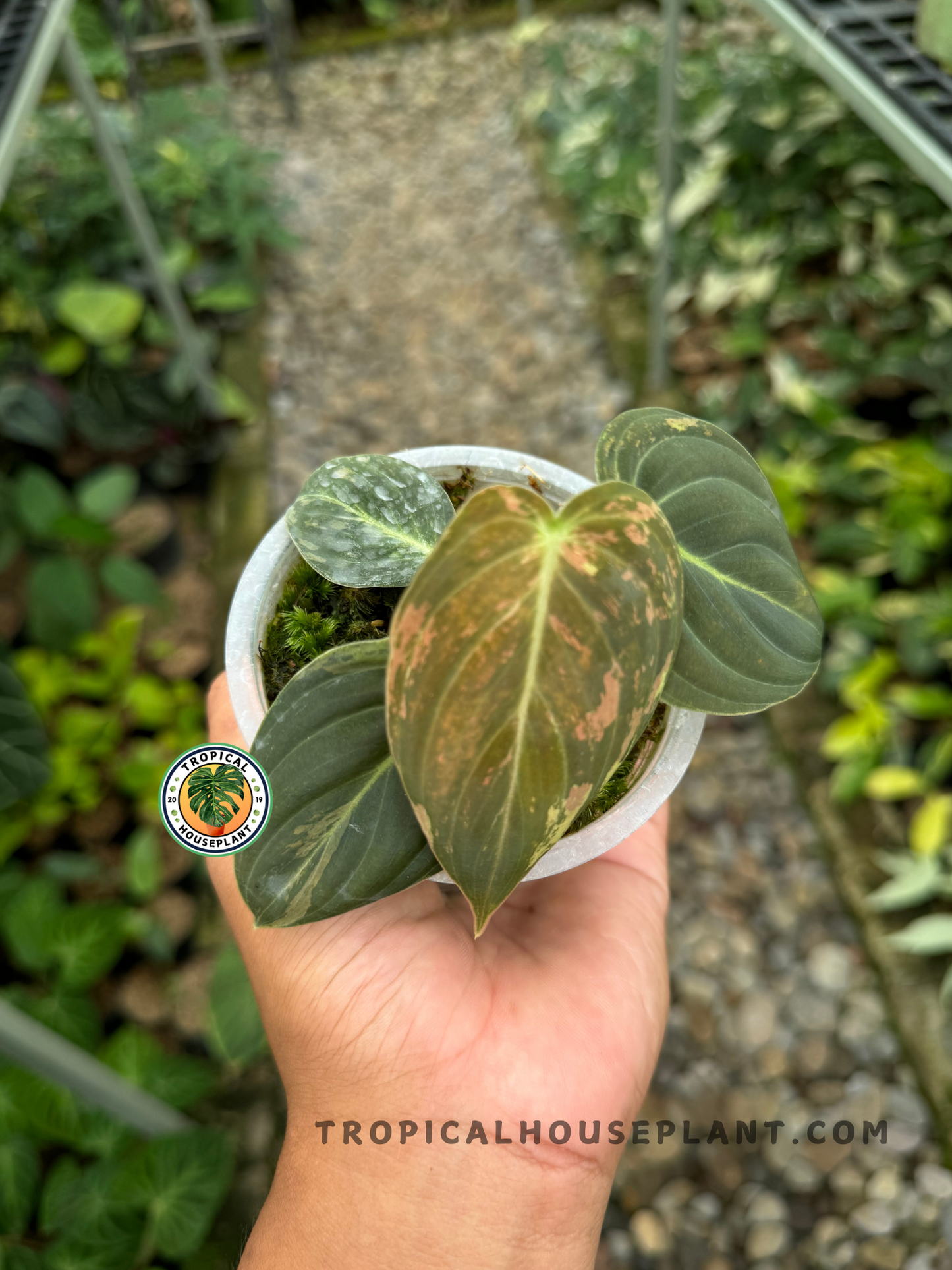 anthurium melano Philodendron Melanochrysum Variegated – Tropical Houseplant