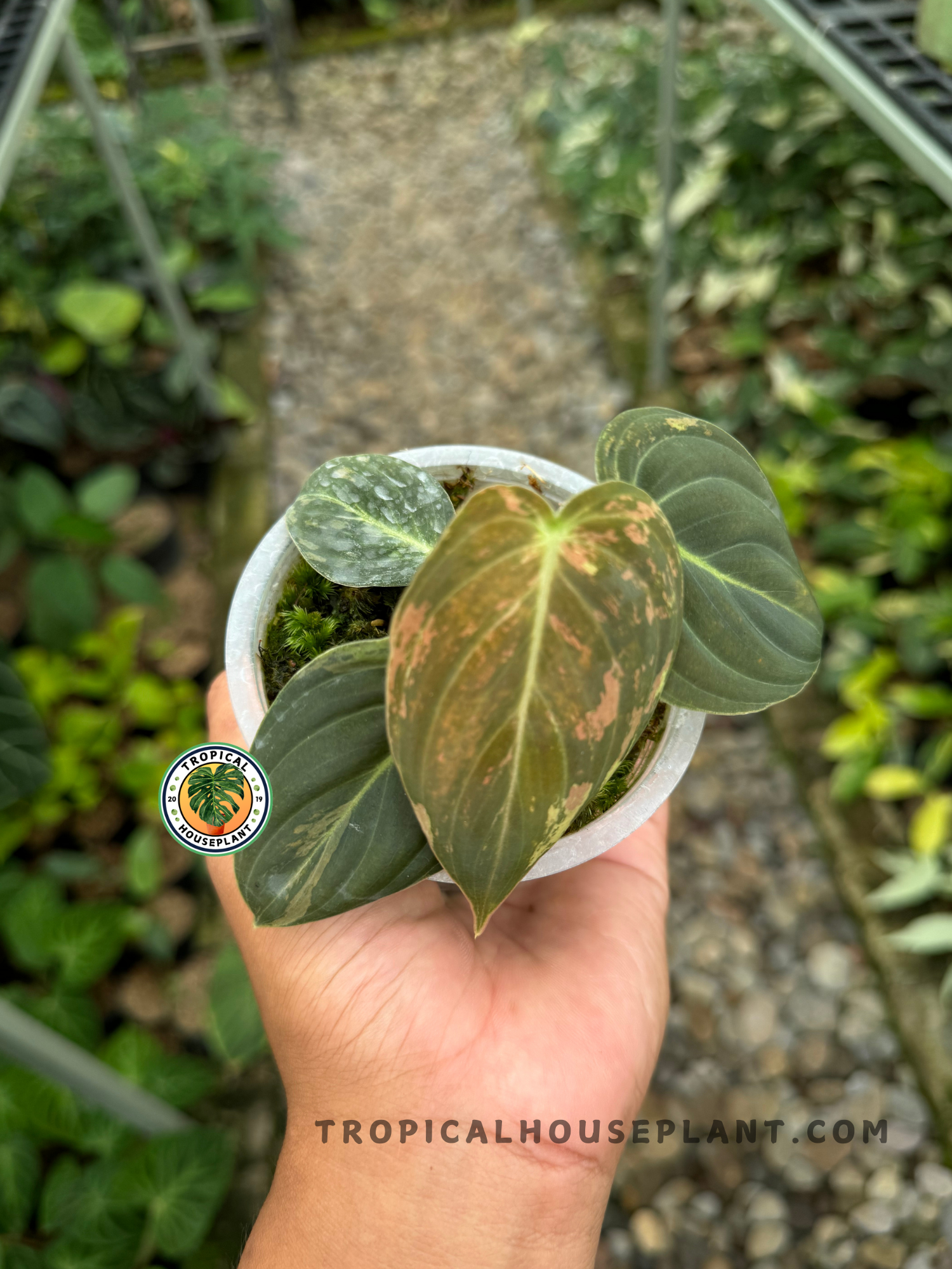 Philodendron Melanochrysum Variegated with vibrant heart-shaped leaves displaying striking white and cream variegation.