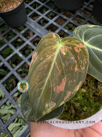 Close-up of Philodendron Melanochrysum Variegated, showcasing its glossy heart-shaped leaves with beautiful white patterns.