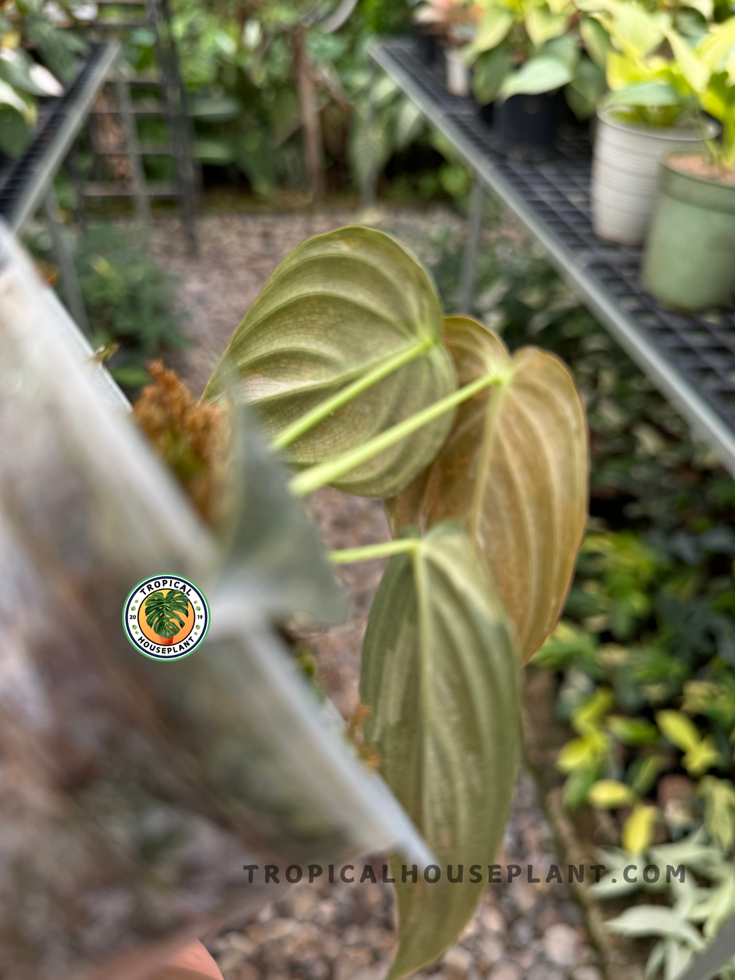 Philodendron Melanochrysum Variegated with unique white marbling on its heart-shaped leaves, adding a bold touch to any plant collection.