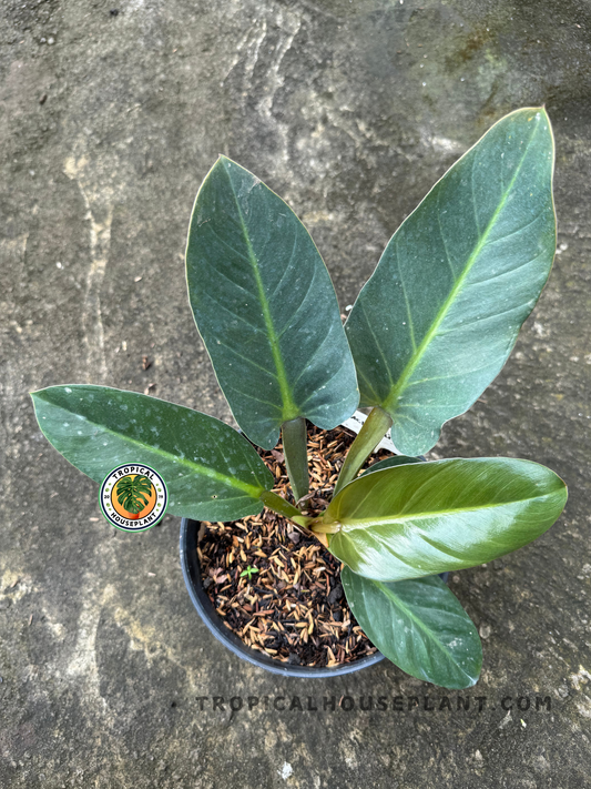 Top-view close-up of Philodendron Melodii Black showing three elongated deep green leaves with a glossy finish and bronze undersides in a black pot.