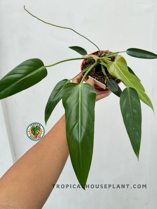 Close-up of Philodendron Neglectum showing elongated dark green leaves with glossy finish.