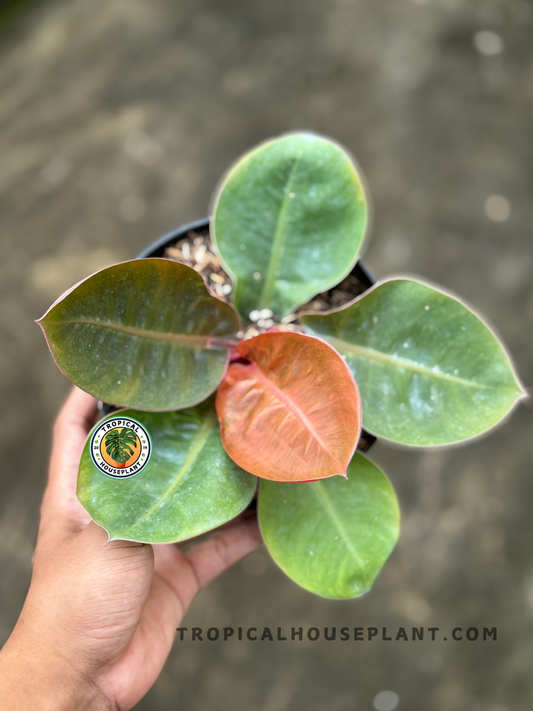 Close-up top view of Philodendron Orange Cardinal displaying vivid orange and green glossy leaves.