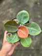 Close-up top view of Philodendron Orange Cardinal displaying vivid orange and green glossy leaves.
