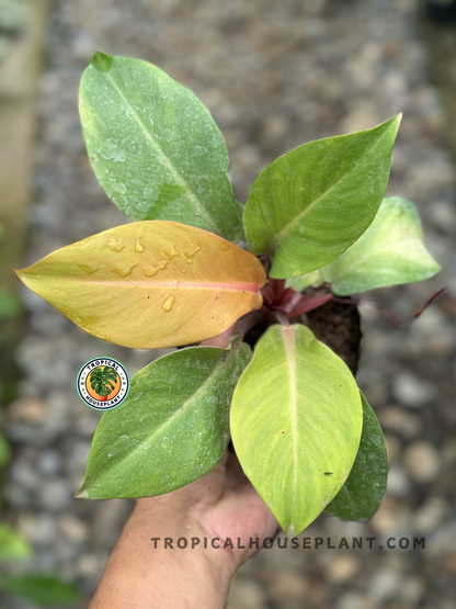 Philodendron Orange Juice plant in a black pot, showcasing its vibrant orange and green glossy leaves with intricate veining.