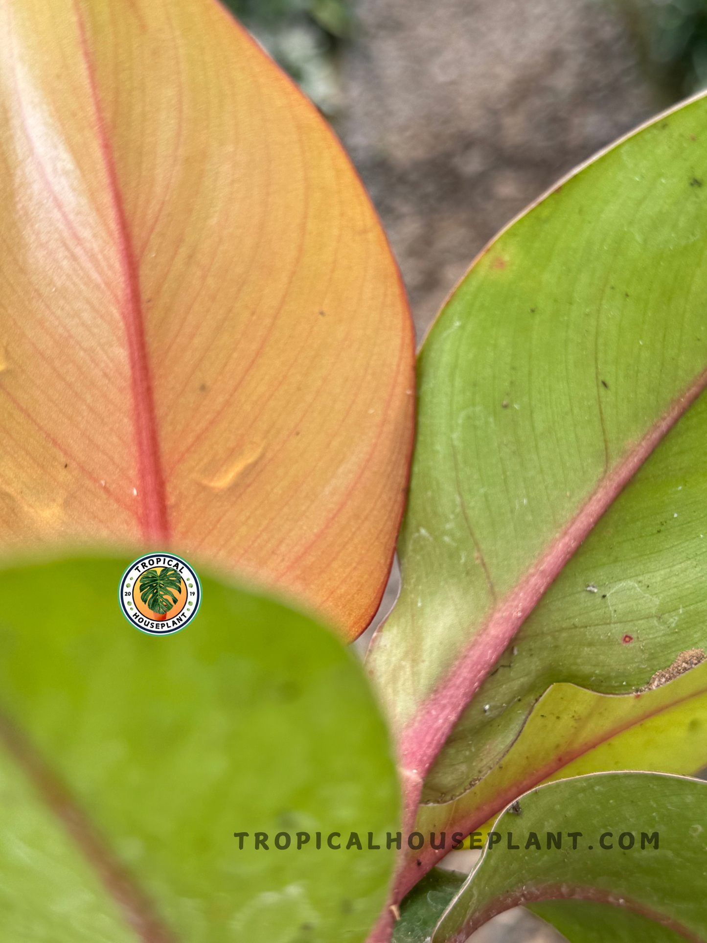 A back view of Philodendron Orange Juice, highlighting the subtle color variations and smooth texture on the reverse side of the leaves.