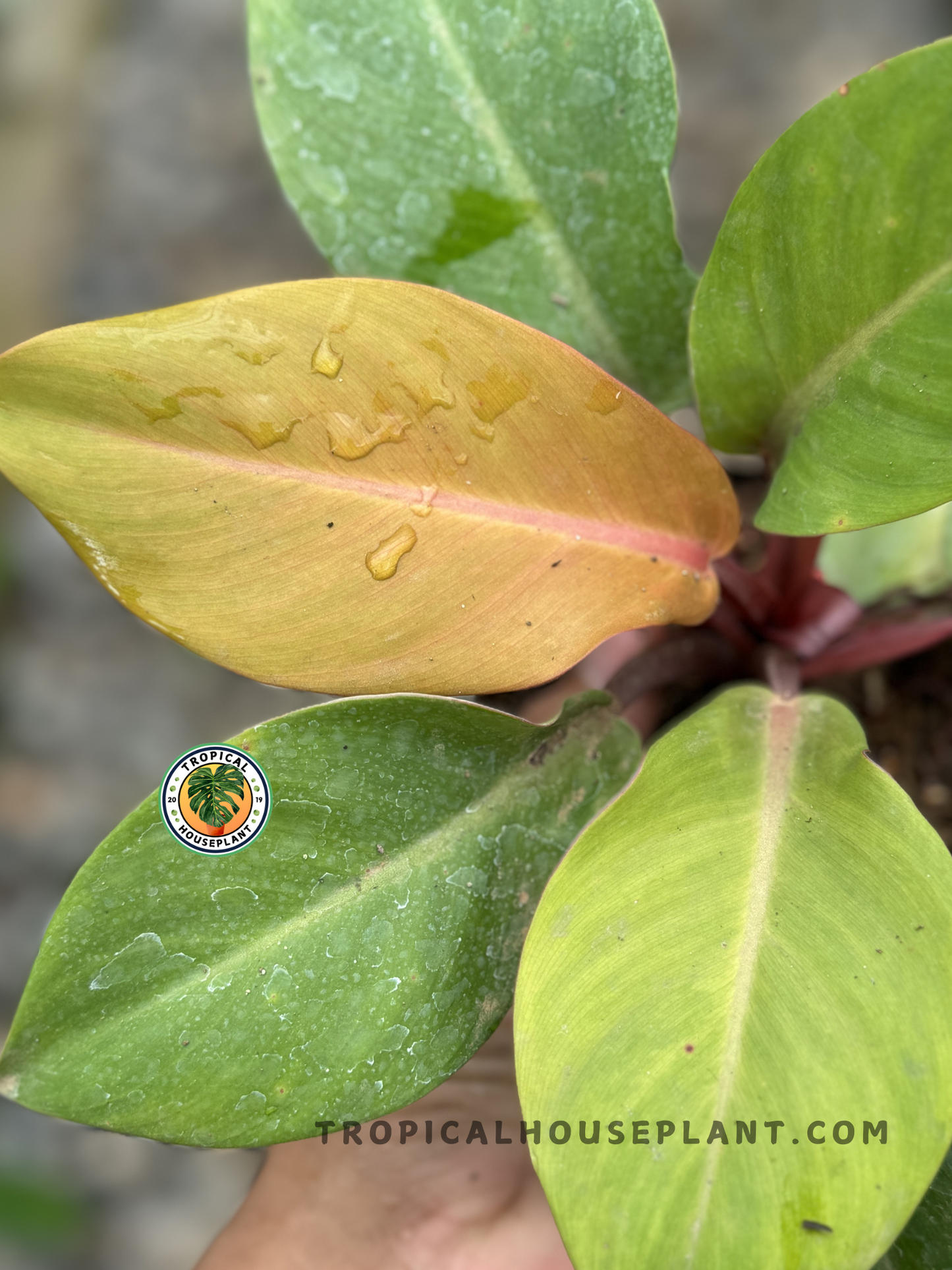 A close-up of a Philodendron Orange Juice, emphasizing its rich orange hue, glossy surface, and detailed veining pattern.