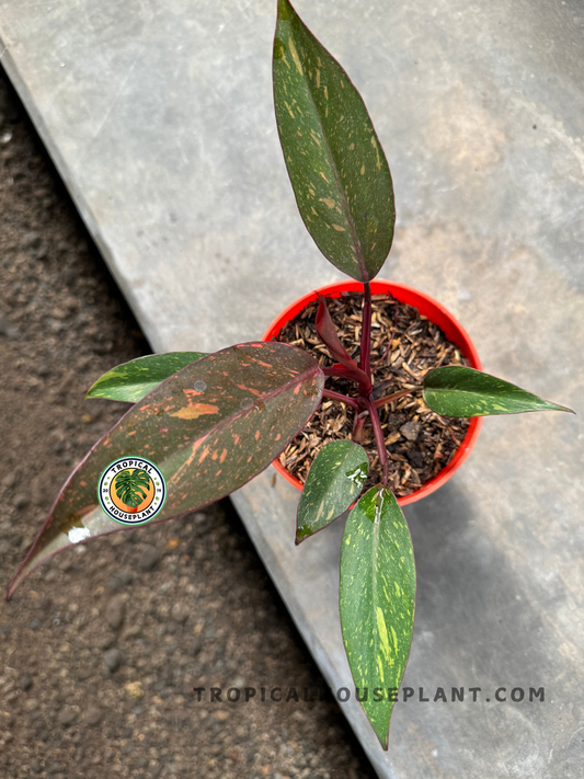 Philodendron Orange Princess plant in a pot, showing its striking orange and green variegated leaves against a neutral background.