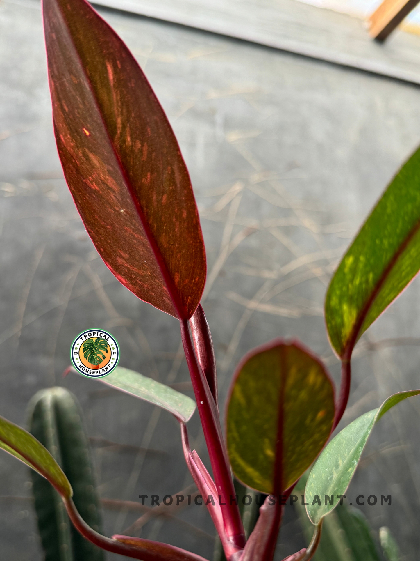 Back view of a Philodendron Orange Princess leaf, highlighting its vibrant mix of deep green and orange hues with a glossy texture.