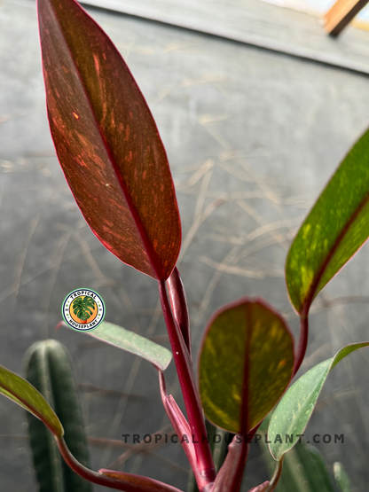 Back view of a Philodendron Orange Princess leaf, highlighting its vibrant mix of deep green and orange hues with a glossy texture.
