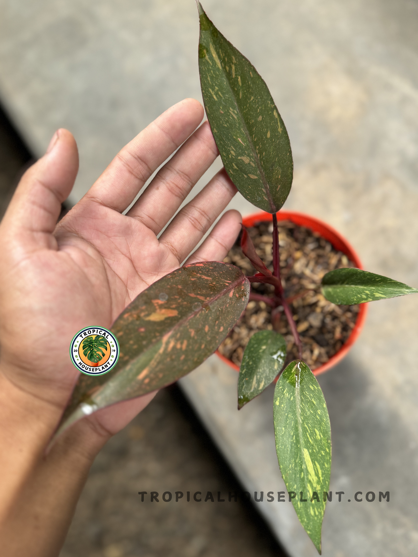 A top-view of Philodendron Orange Princess in a pot, displaying its bold foliage and natural growth pattern in warm lighting.