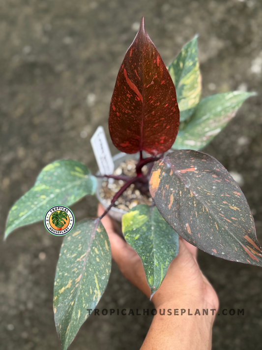 Top-view close-up of Philodendron Orange Princess Galaxy showing multiple leaves with multicolored variegation and a dominant orange center leaf.