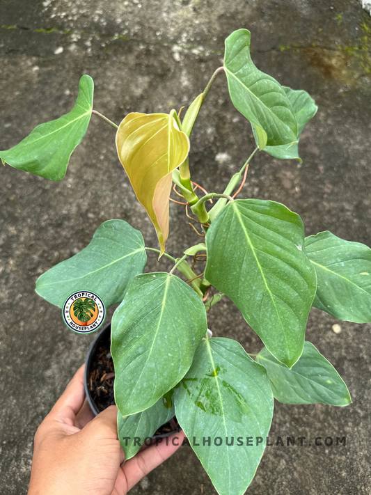 Hand holding a Philodendron Ornatum cf plant showing mature matte green leaves with subtle silvery veins and newly emerging bronze foliage.