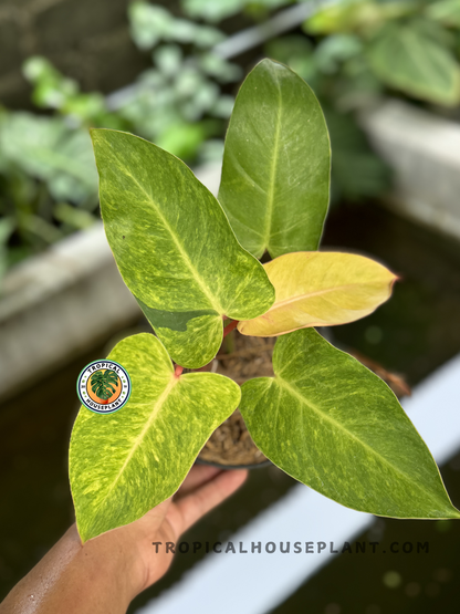 Philodendron Painted Lady with bright green and yellow variegated leaves, shipped fully rooted and ready to grow.