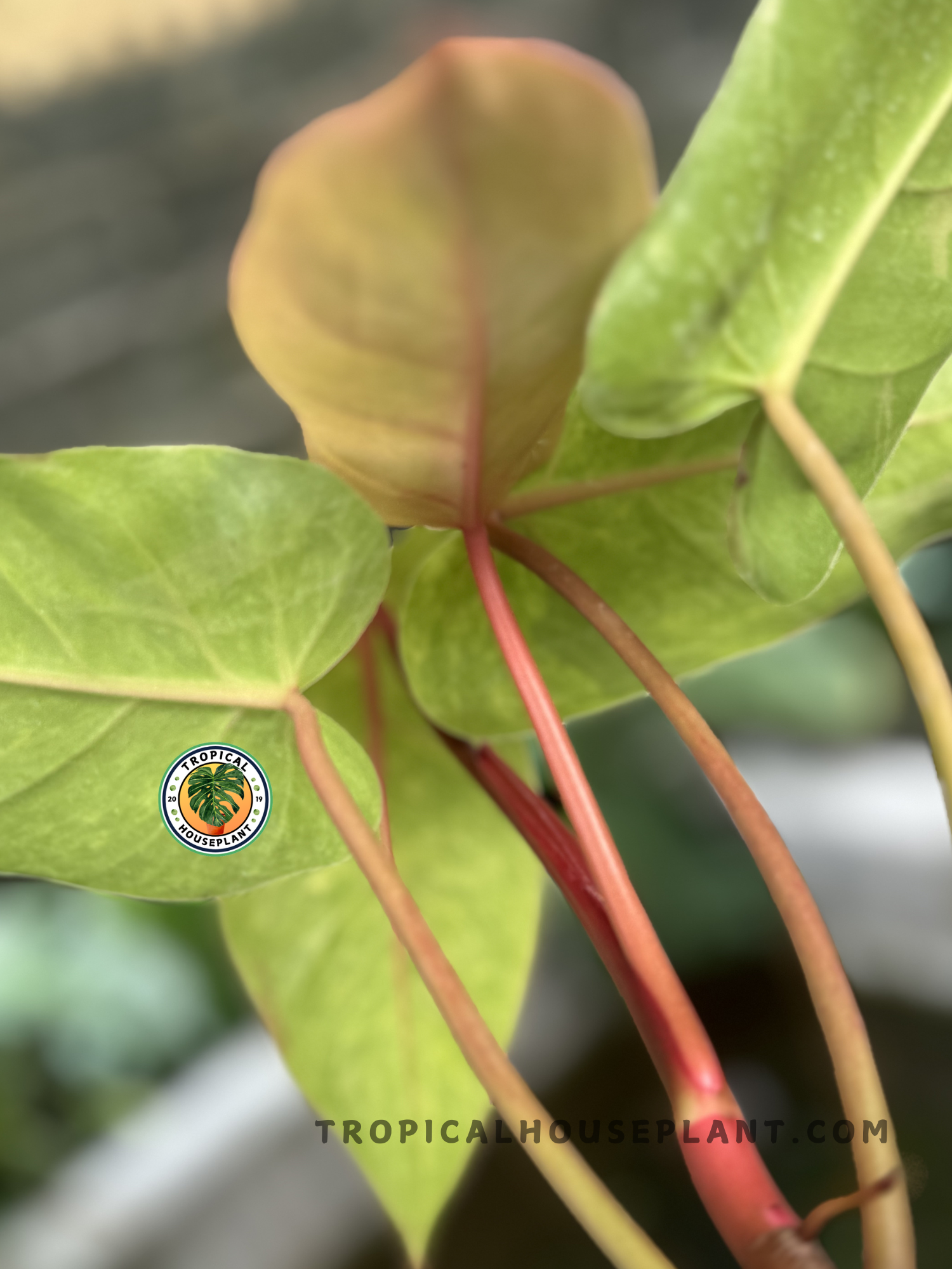 Healthy Philodendron Painted Lady plant featuring glossy heart-shaped leaves with vibrant lime and yellow accents