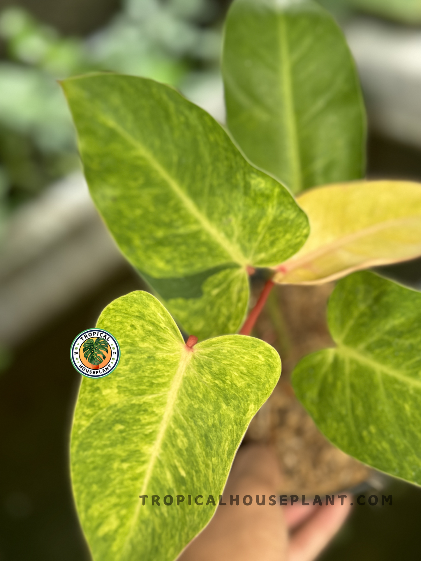 Philodendron Painted Lady with 3–5 fully rooted colorful leaves, ideal for climbing or decorative displays.