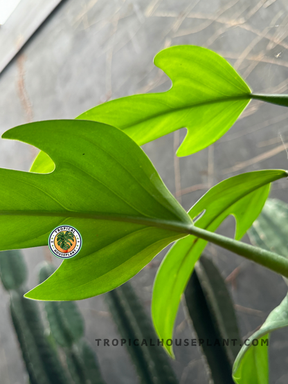 Close-up of Philodendron Panduriforme’s green, paddle-shaped leaves with smooth edges.