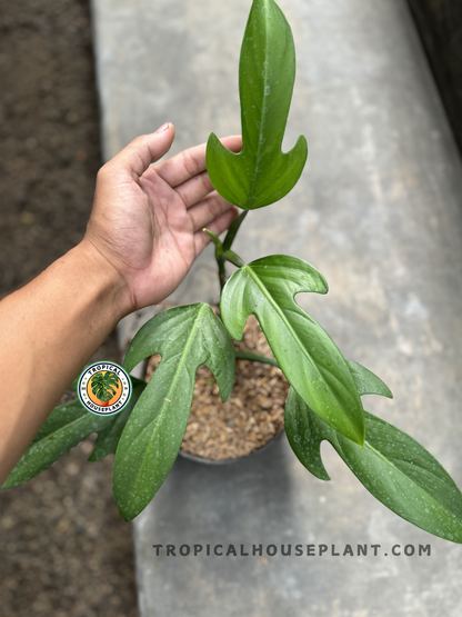 Hand holding a potted Philodendron Panduriforme, showcasing its climbing habit and structured foliage.