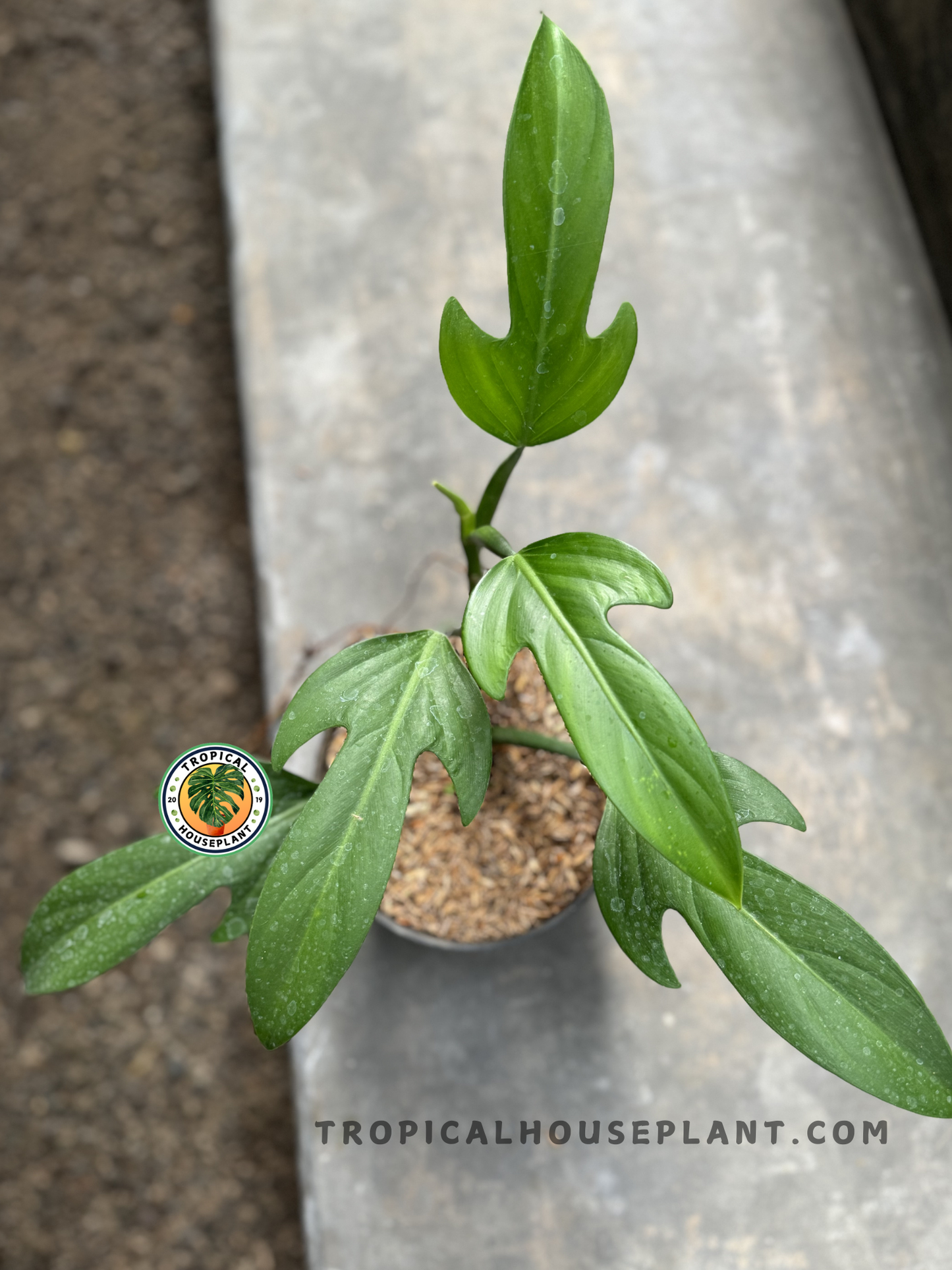 Top view of Philodendron Panduriforme in a pot, highlighting its lush green leaves and strong stems.