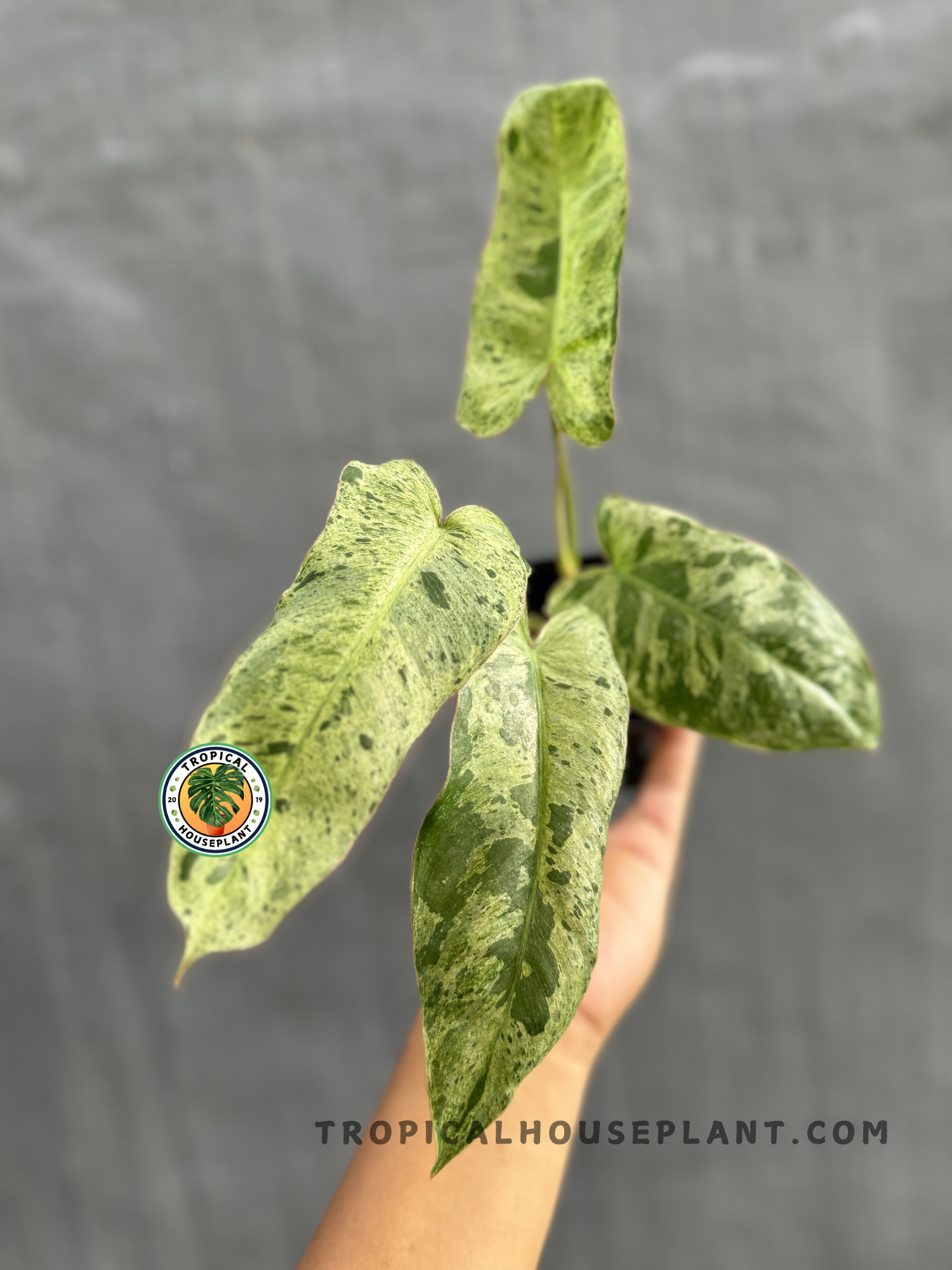 Philodendron Paraiso Verde held by hand, showcasing its marbled green variegated leaves.