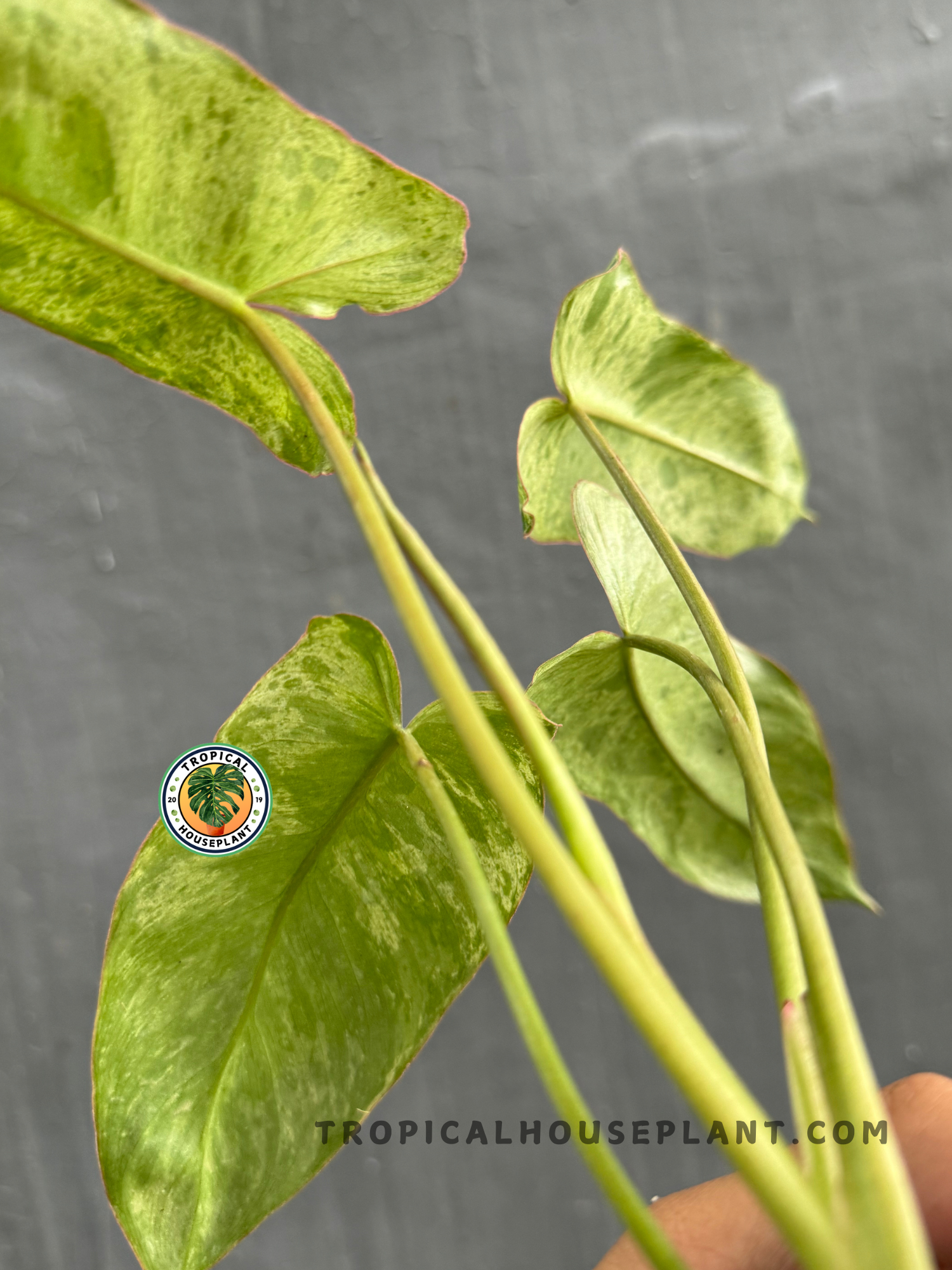 Back view of Philodendron Paraiso Verde highlighting the texture and unique variegation of its elongated leaves.