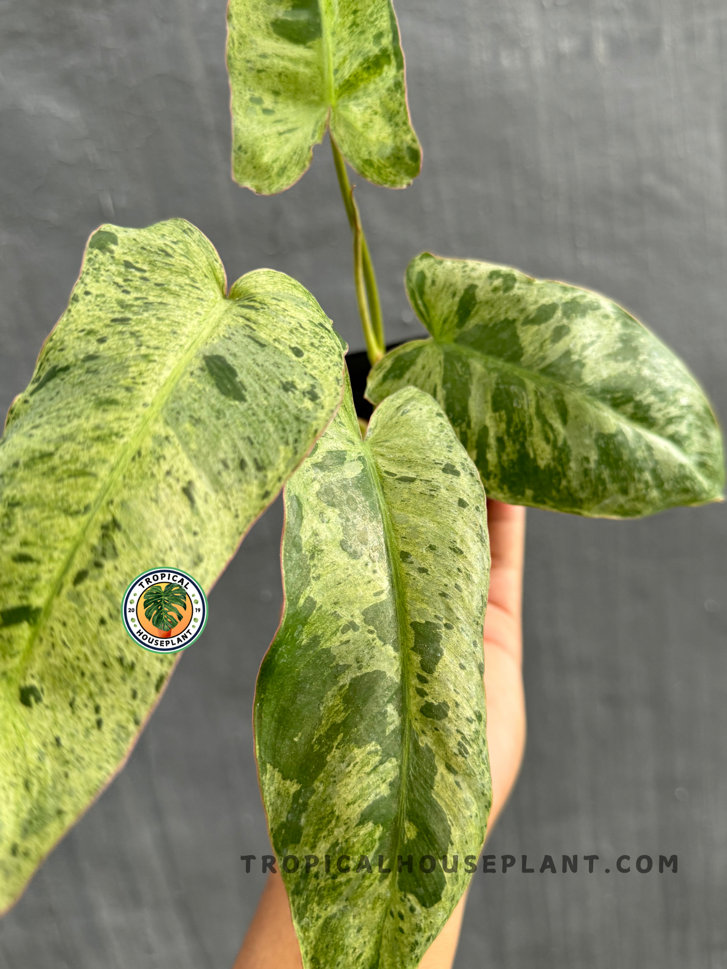 Detailed close-up of Philodendron Paraiso Verde’s striking marbled green foliage.