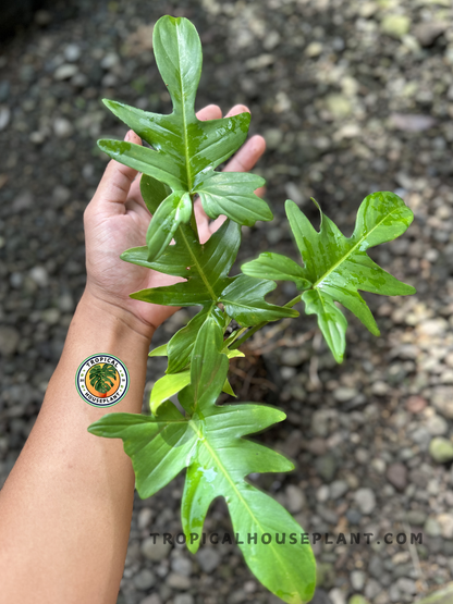 philodendron growth habit Philodendron Pedatum – Tropical Houseplant