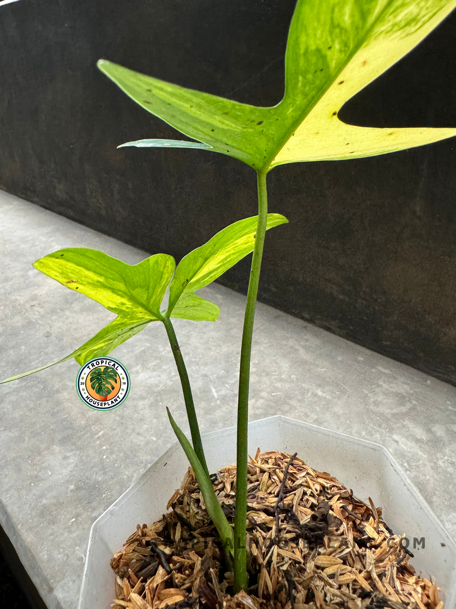 Side view of Philodendron Pedatum Variegated with new growth, displaying its climbing habit.
