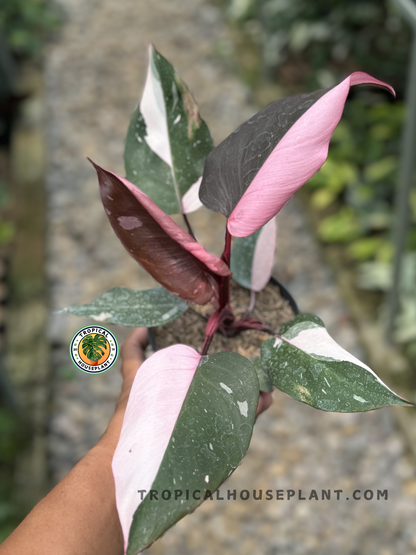 Philodendron Pink Princess Black Cherry with dark green leaves and vibrant pink variegation, fully rooted and ready to grow.