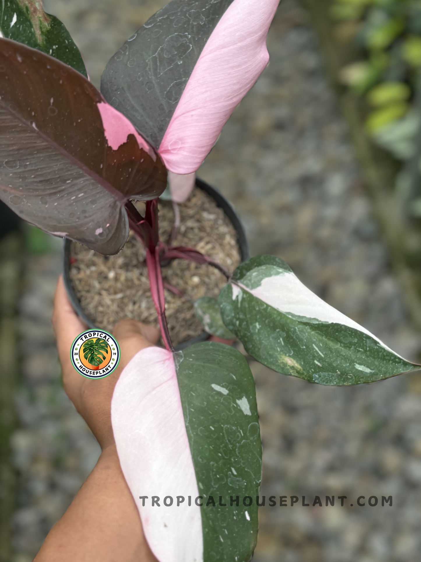 Philodendron Pink Princess Black Cherry plant with lush green leaves and striking pink variegation, ideal for climbing or trailing displays.