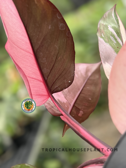 philodendron pink princess dark form Philodendron Pink Princess Black Cherry – Tropical Houseplant