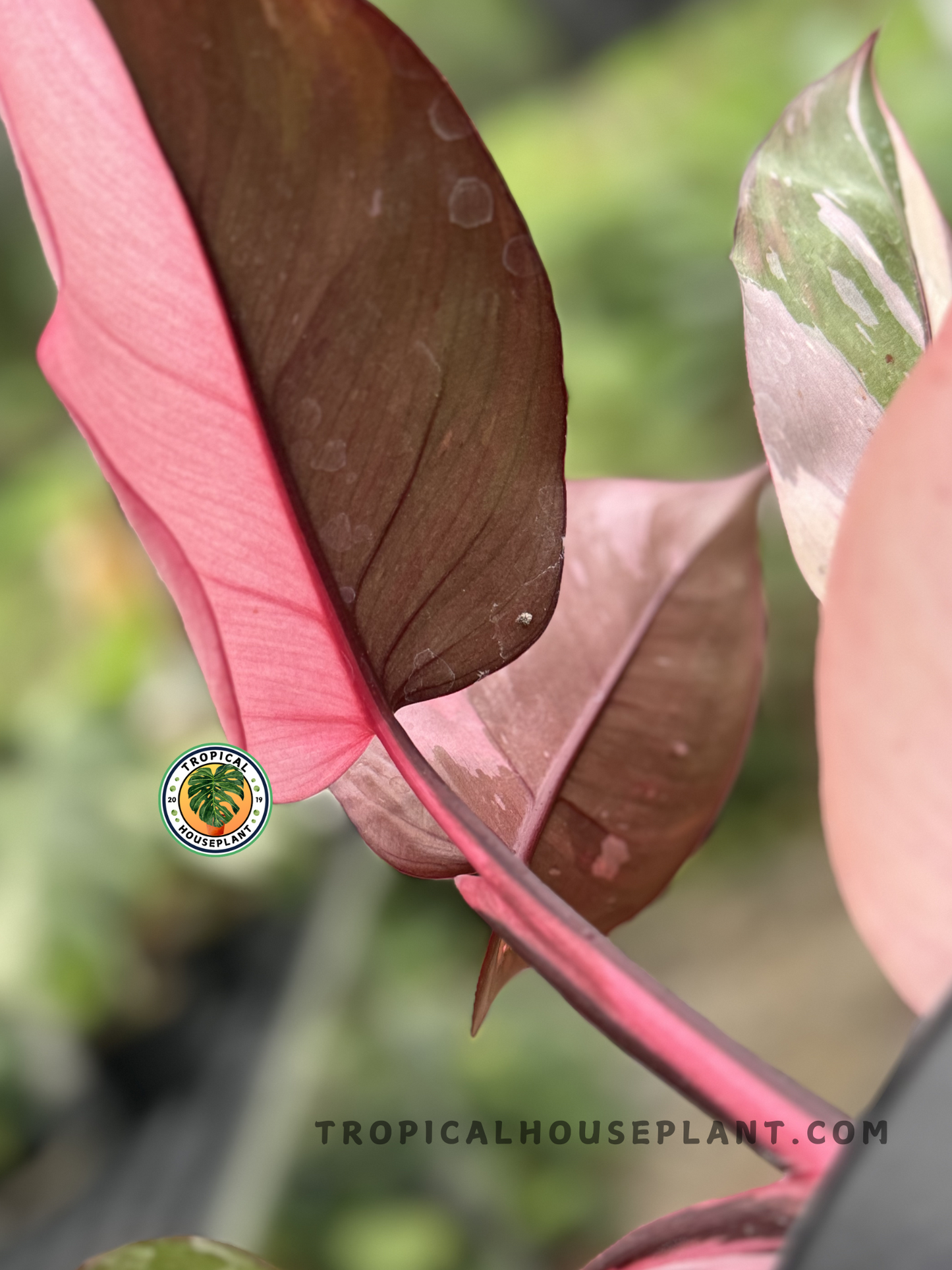 Healthy Philodendron Pink Princess Black Cherry showcasing bright pink accents on deep green foliage, perfect for indoor spaces.