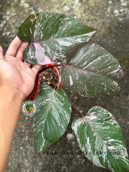Close-up of Philodendron Pink Princess Galaxy medium plant showing marbled green leaves with splashes of pink.
