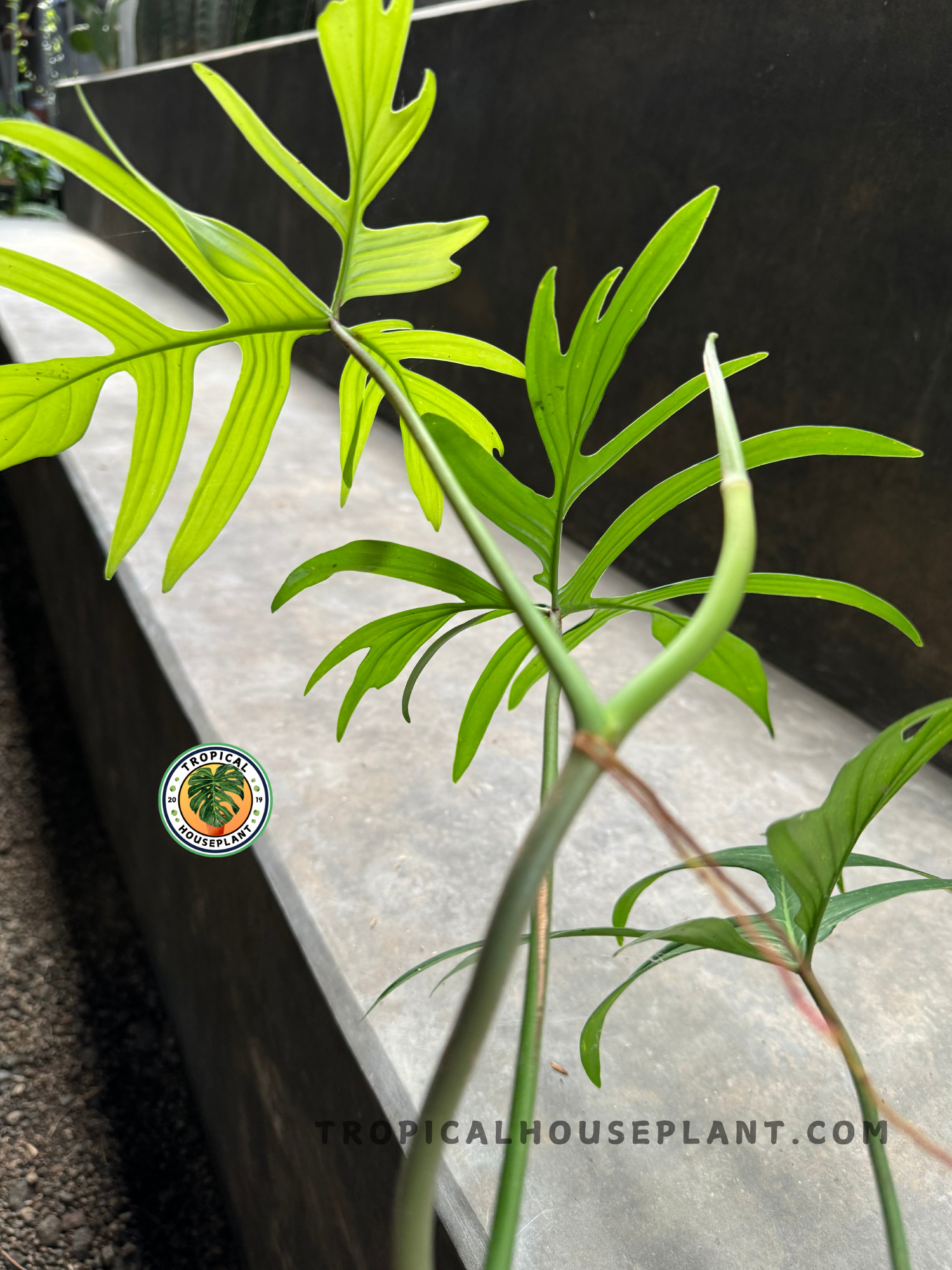 thin leaf philodendron Philodendron Quercifolium